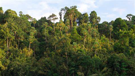 Tropical Seasonal Forests in Monsoon Asia: With Emphasis on - raincitystudios.com