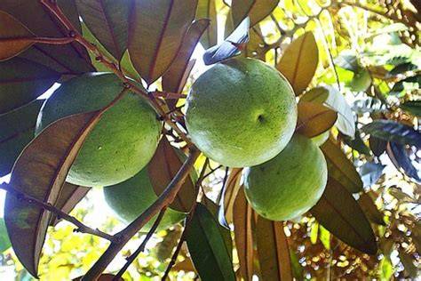 Tropical Taste of Hawaii: The Starry Star Apple - raincitystudios.com
