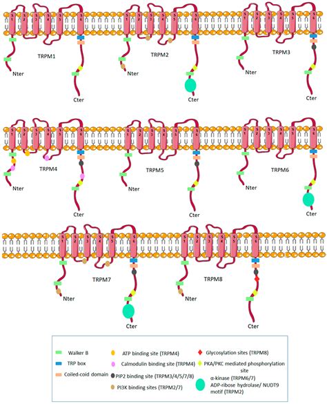 TRPM Family Channels in Cancer - PubMed