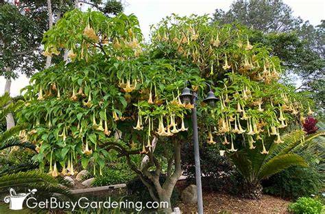 Trumpet Tree – Gardening Solutions - raincitystudios.com