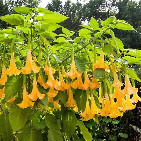 Trumpet Tree Facts - Garden Guides - raincitystudios.com