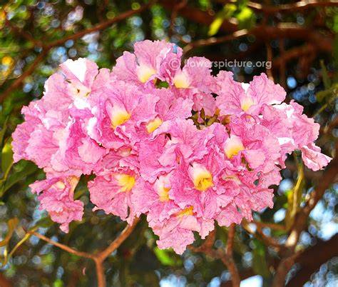 Trumpet trees (Tabebuia) - Botanical Realm - raincitystudios.com
