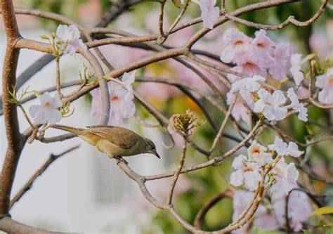 Trumpet trees blossom in town - The Saigon Times - raincitystudios.com