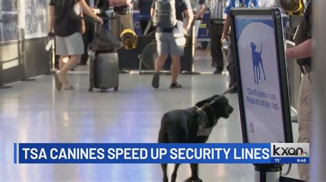 TSA dogs speed up security lines at AUS