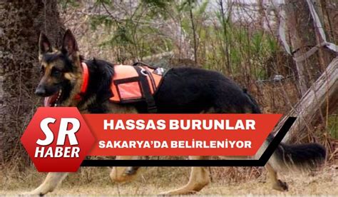 TSK’nın hassas burunlu arama kurtarma köpekleri Asrın Felaketi’nde onlarca can kurtardı İhlas Haber Ajansı