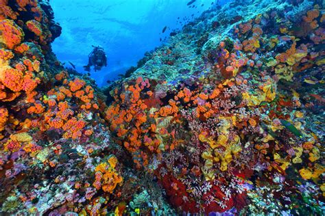 Tubbataha Reefs Natural Park - UNESCO World … - wintechmobiles.com
