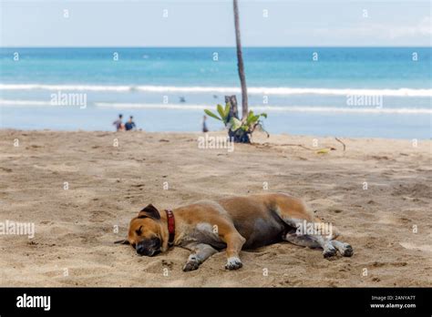 TUBE8 SEX DOG pantai ML & konten eksklusif terbaru lewat brosur digital Camscom siaran langsung saat momen tersensasional XNXX Mesir image 1