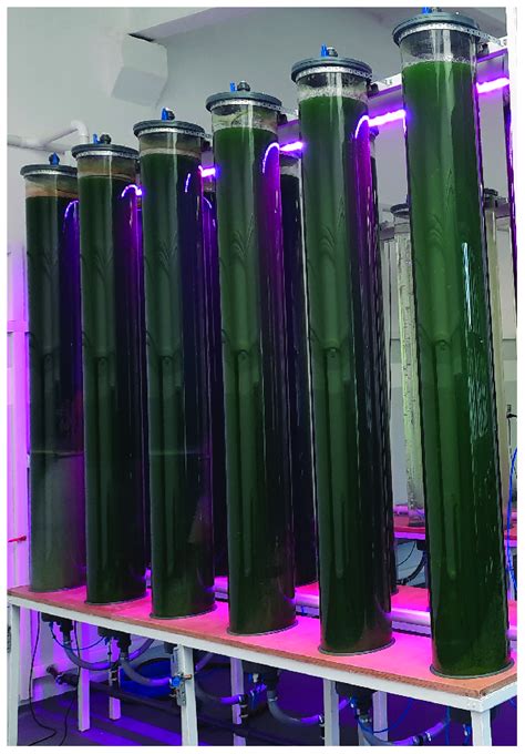 Tubular photobioreactors illuminated with LEDs to boost microalgal ... - muktibox.com