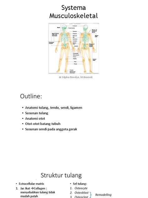 Tulang Otot - balustradellc
