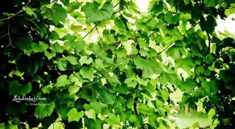 Tumbuhan merambat - Wikipedia bahasa Indonesia, … - muktibox.com