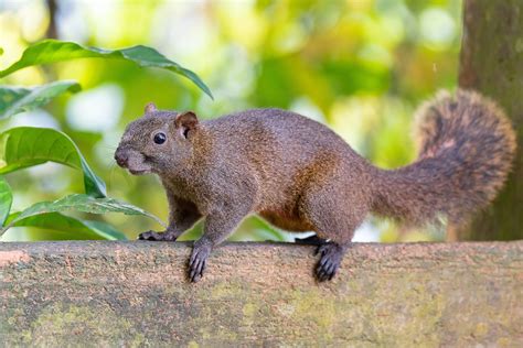 Tupai - Wikipedia bahasa Indonesia, ensiklopedia bebas - muktibox.com