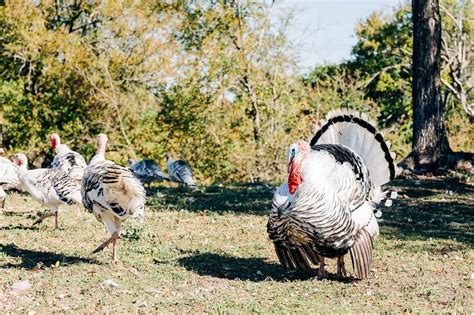 Turkey Farming: 15 Things You Should Look For - balustradellc