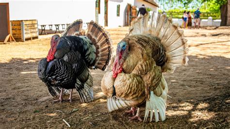 Turkey Farming 101: Expert Tips for Maximizing Profits - balustradellc