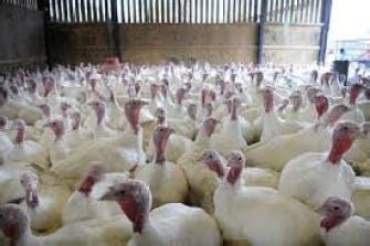 Turkey Farming in Nigeria: Guide on How to Start (2026) - balustradellc