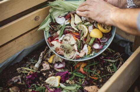 Turning food waste into climate solutions - Nature Food - raincitystudios.com