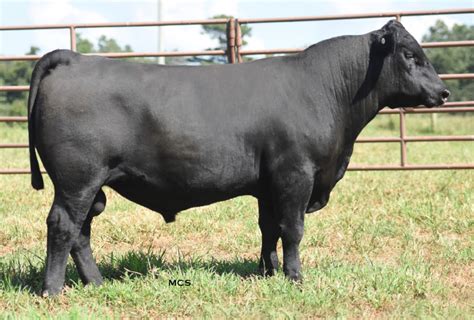 TURNPIKE CREEK ANGUS HOSTS 4TH ANNUAL SALE - CattleToday