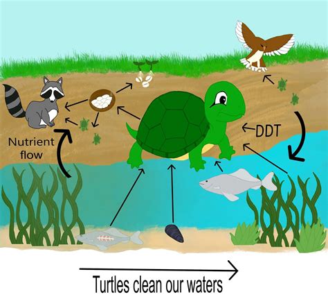 Turtle Ecosystem Services: A Herpetological Perspective - raincitystudios.com