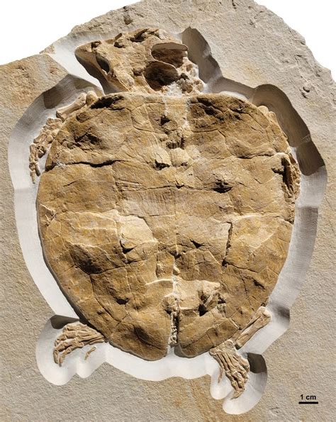 Turtle Fossils - Crystalinks - muktibox.com