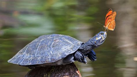 Turtle - Evolution, Adaptation, Conservation | Britannica - muktibox.com