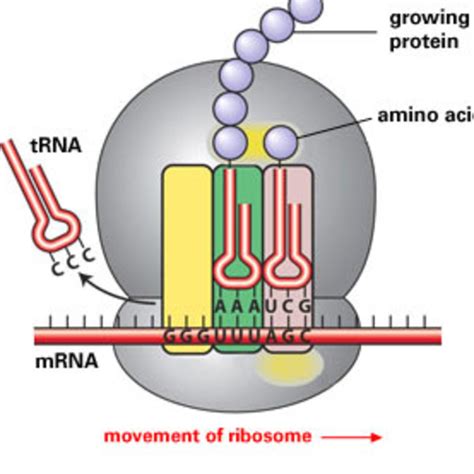 TUTORIAL: Ribosomes & Genetic Code Exam Prep (Dr Naidoo 2026) - muktibox.com