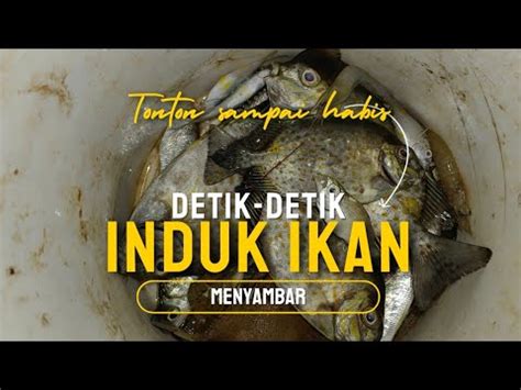 tutorial bikin pancing sederhana dengan bahan seadanya - balustradellc