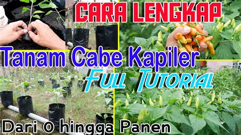 Tutorial Cabe Fertigasi Kapiler dari awal hingga panen - raincitystudios.com