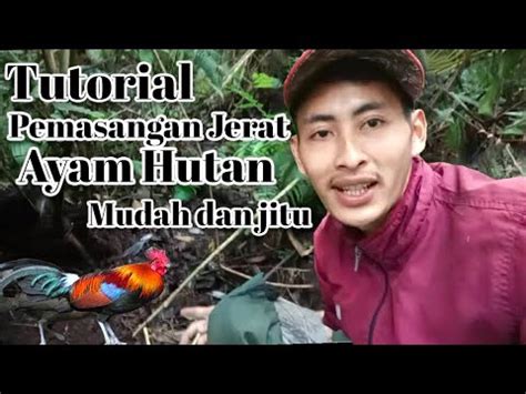 TUTORIAL cara jerat ayam hutan simpel dan ampuh - balustradellc