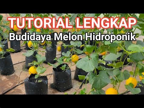 Tutorial lengkap MELON HIDROPONIK - Vlog 1 MEDIA TANAM - balustradellc