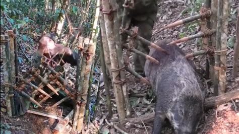 tutorial membuat bahan jebakan babi hutan - balustradellc