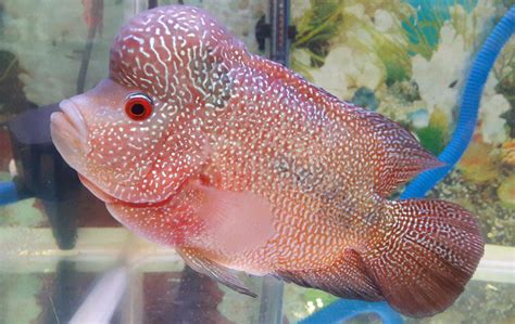 Tutorial Memelihara Ikan Louhan untuk Pemula - mojok.co - balustradellc