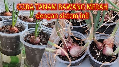 Tutorial Menanam Bawang Merah - balustradellc