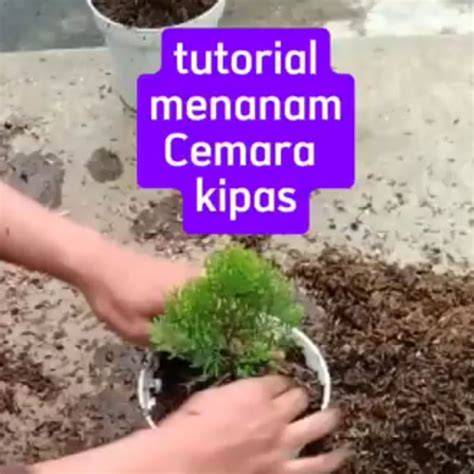 Tutorial Menanam cemara kipas di Pot lengkap plus video - raincitystudios.com