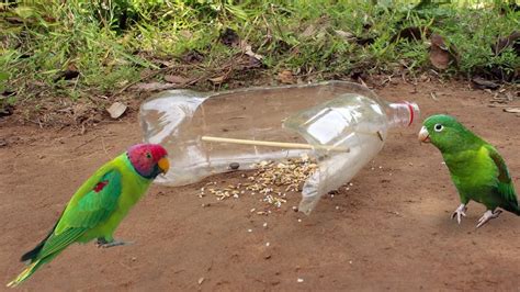 TUTORIAL ON HOW TO MAKE A BIRD TRAP FROM USED BOTTLES - balustradellc