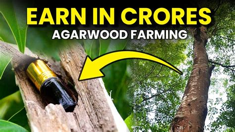Tutorial on How to Plant Agarwood - balustradellc
