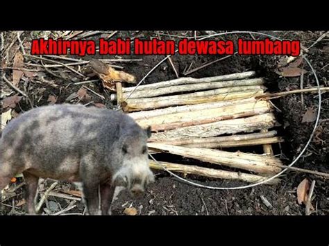 Tutorial pasang jerat hama babi hutan - mudah, cepat, dan efektif - balustradellc