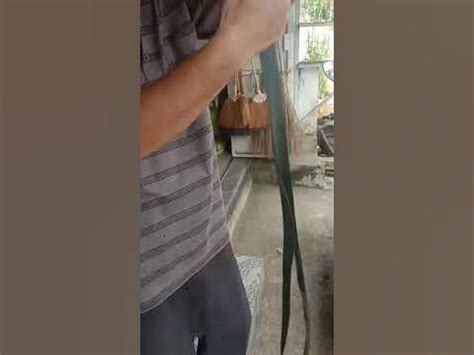 Tutorial pemakaian Tali ikat bahan karet - balustradellc