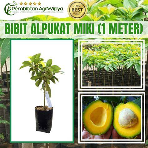 Tutorial Sambung Pucuk Alpukat Varietas Miki - raincitystudios.com