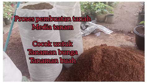Tutorial Tips Pemula Media Tanam Tanaman Bidara - balustradellc