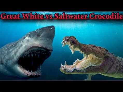 Two apex predators clash in feud over water. As ... - muktibox.com