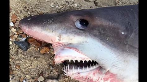 TWO Small-Tooth Sand Tiger Shark Strandings in UK!