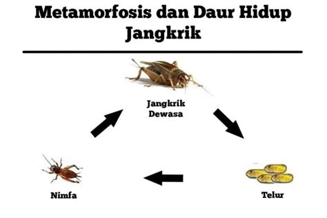 Type – type serta Siklus Hidup Jangkrik - Budidaya … - balustradellc