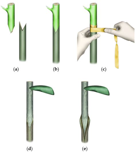 Type of Graft | Improved Cultivars | Grafting Tree - raincitystudios.com