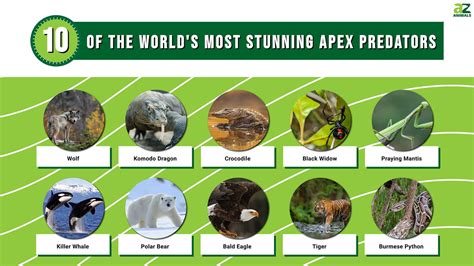 Types of Apex Predators Found Across Different Continents - muktibox.com