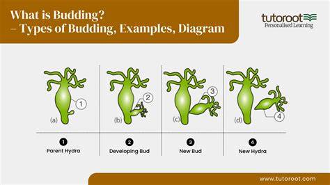 TYPES OF BUDDING | PPTX - SlideShare - raincitystudios.com