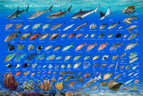 Types of Coral Reef Fish & Their Unique Adaptations - muktibox.com