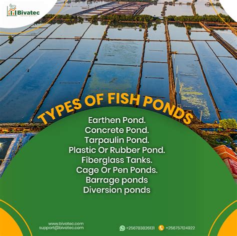 Types of Fish Ponds for Fish Farming – a Full Guide - raincitystudios.com