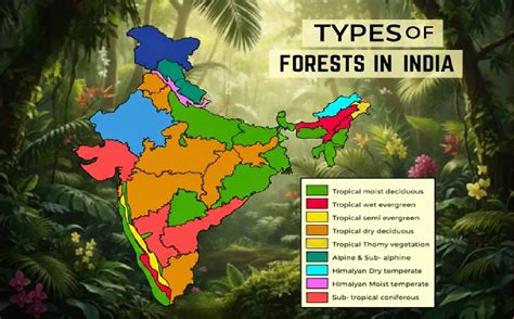 Types of Forests in India: Tropical, Montane, Alpine … - raincitystudios.com