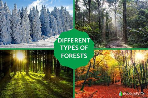 Types of Forests - muktibox.com