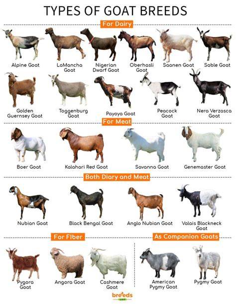 Types of Goats and Reasons for Raising Them - Rural Living Today - raincitystudios.com