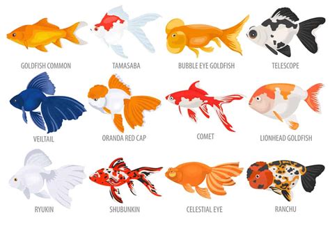 Types Of Goldfish - A Visual Guide To Fancy And Hardy Varieties - raincitystudios.com